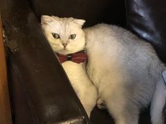 -蓝鲸·缅因猫舍