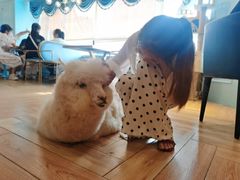 -遇见羊驼·奶狗咖·布偶猫咖·法斗柯基柴犬阿拉斯加(春熙路太古里IFS店)