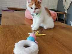 -平行世界·猫咖(首经贸店)