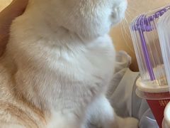 -猫猫幼稚园·撸猫·桌游·电玩