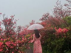 -大围山国家森林公园