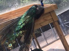 -长白岛森林公园