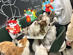 -安格丽娜·狗咖·猫咖羊驼咖(春熙路百盛商场店)