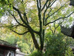 -天一阁博物院