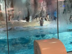 -帝企鹅自助餐厅•儿童岛•真企鹅(长隆企鹅酒店)