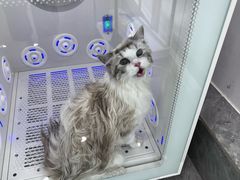 -爱洗澡的猫(望京店)