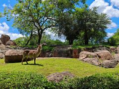 -奥兰多迪士尼动物王国乐园