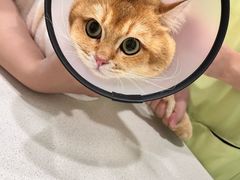 -艾吉宠物医院·疑难杂症转诊中心·猫友好(碧江路院)
