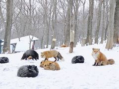 -宫城藏王狐狸村