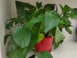 -新生植发·植养护一体