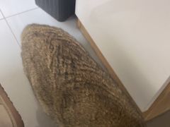 -瑞派宠物医院·24h·骨外科·皮肤科·全科宠物医疗转诊中心(沈阳浑南院)