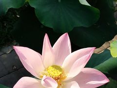 -莲花池公园