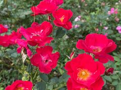 -昆山城市生态森林公园