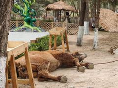 -北京野生动物园