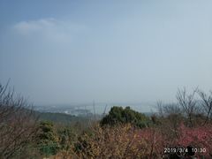 -香雪海