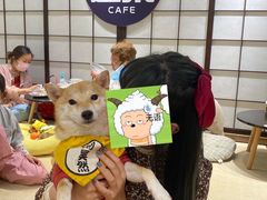 -逗柴咖啡屋·狗咖猫咖宠物桌游