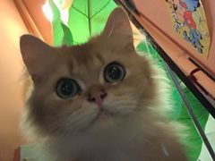 -猫爷宠物生活馆·撸猫馆