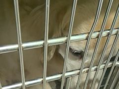 -佳雯宠物医院·皮肤科·内外科(春晓路分院)