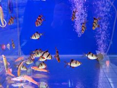 -大润发(康桥店)