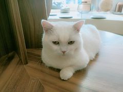 -飞行喵MR PILOT|猫舍·猫咖(静安大融城店)