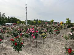 -嘉北郊野公园