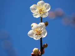 -白塘生态植物园