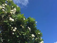 -夏威夷珍珠港
