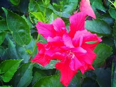 -茵特拉根酒店·西餐厅