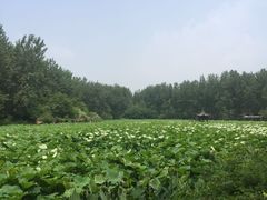 -合肥滨湖国家森林公园