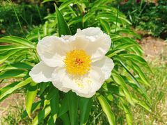 -长春公园(普阳街道)