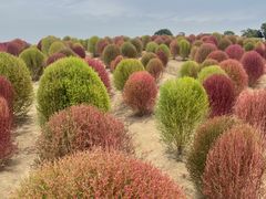 -径山花海