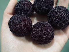 -西山樟坞健康果园枇杷杨梅采摘