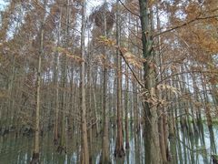 -桤木河湿地公园