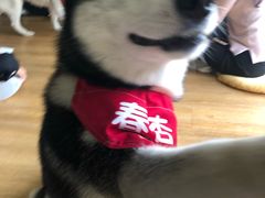 -Husky Go! 哈士奇体验馆·宠物咖啡厅狗咖