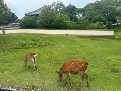 -奈良公园
