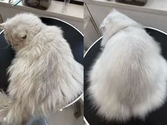 -老吴的猫·猫舍(新区店)