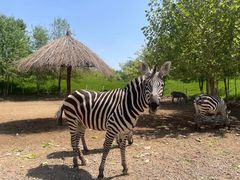 -北京野生动物园