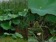 -Supine Bistro溯泮餐厅