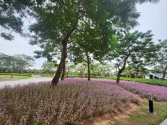 -芒洲湿地公园