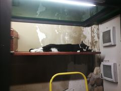 -猫咪博物馆(顶澳仔猫街店)