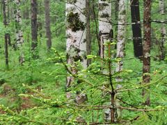-峡谷浮石林景区