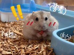 -钓仓鼠(洋桥北里小区店)