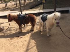 -古柏渡飞黄旅游区