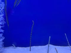 -海合安武汉极地海洋公园