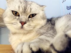 -喵的天空名猫咖啡馆·撸猫·猫舍·用品