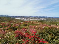 -贵州百里杜鹃风景名胜区