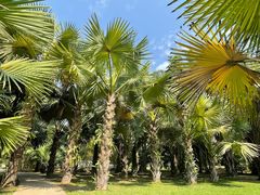 -中国科学院西双版纳热带植物园