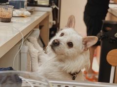 -悟白咖啡WoobyCafe