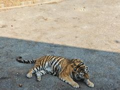 -大连森林动物园