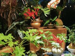 -自由生长植物工作室(深港花卉中心店)